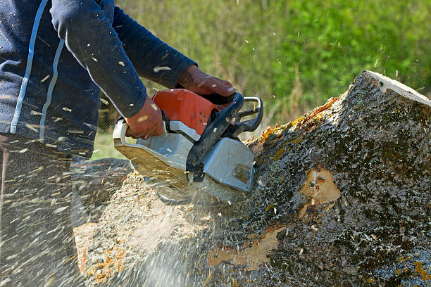 Reliable Bonham, TX Tree Care  Solutions